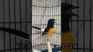 Pancing emosi murai batu | 15 detik auto gacor #shorts