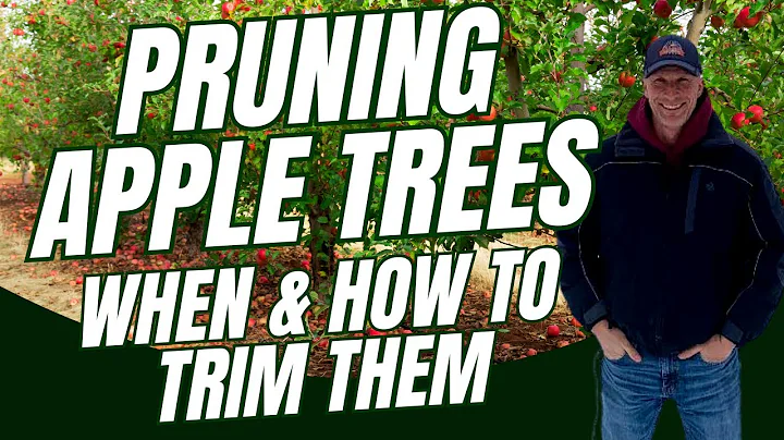 How To PRUNE Your Apple Trees for a Bountiful Harvest Next Year #apples #appletree #appletrees