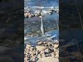 The Great Blue Heron: A master class in Patience at Whitewater Park in Boise, Idaho. #birds#nature