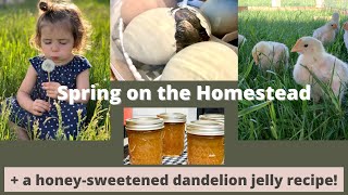 Spring on the Homestead + Dandelion Jelly Recipe ~ Large Homesteading Family #homesteading