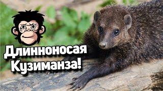 Длинноносая Кузиманза - 10 интересных фактов