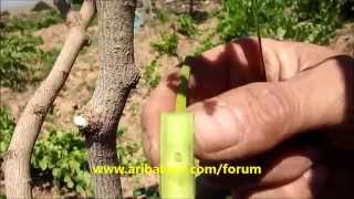 antep fıstığı aşısı, antep fıstığı göz aşısı