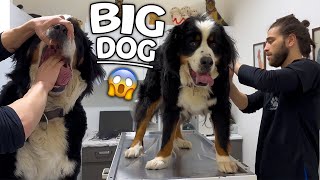 GIANT MOUNTAIN DOG! ( Bernese Mountain Dog )