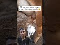 #cat #funny #cute #kitten #trending #shakil #shorts
