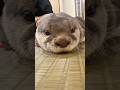 眠すぎて目が開いてないカワウソ #shorts