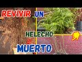 Como REVIVIR Una Planta De HELECHO Casi MUERTA || Huerto Citadino