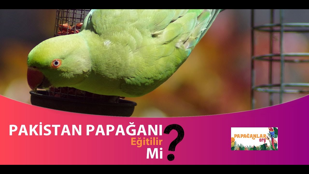 pakistan papagani egitilir mi pakistan papagan papaganlar