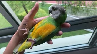 Cute Parrots Videos Compilation cute moment of the animals-Soo Cute 🥰🤩🤩🐦🐦🤩🥳😱