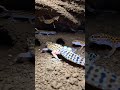Tokay Gecko POV: Inside a Hidden Underground Nest #wildlife