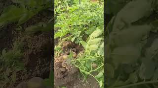 Teknik Dan Skill Memanen Kentang Dengan Sangat Baik