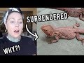 Let's talk. SICK BEARDED DRAGONS GIVEN UP | KristenLeannimal