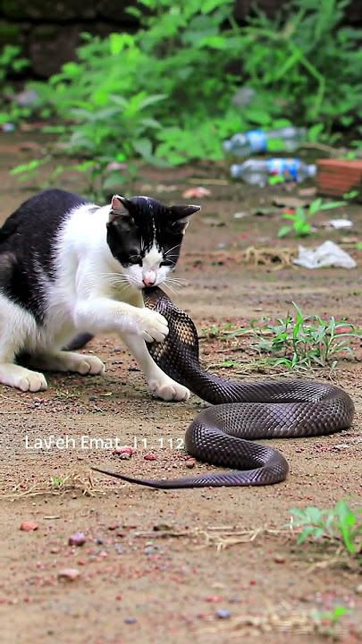 pertempuran menegangkan, #cat #ularkasur #ularbesar #kitty #funny #animals #wildlife #ai #snake#cute