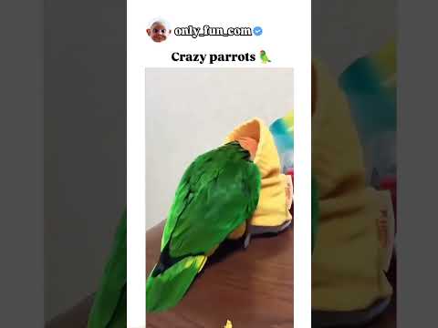 Funny crazy parrots moment's 🦜🤣#shorts  #only_fun_com #funny #parrots #memes #viral #veiws #carzy