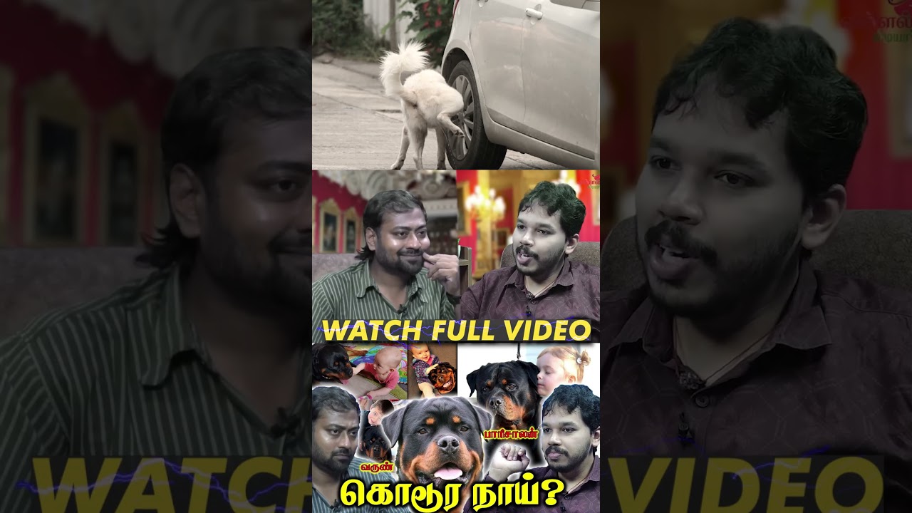 Rottweiler BAN | Paari Saalan