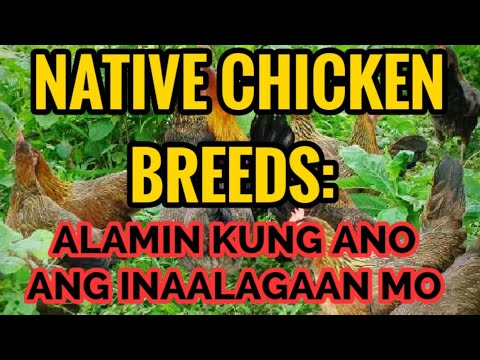 Video: Mga Varieties ng Dogwood - Matuto Tungkol sa Iba't Ibang Uri ng Mga Puno ng Dogwood