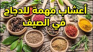 وقاية الدجاج من الحر بأعشاب مهمة لمقاومة الحر الشديد ولعلاج الاجهاد الحراري  والمقدار المناسب لهم