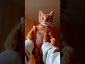 на качельках рыжик