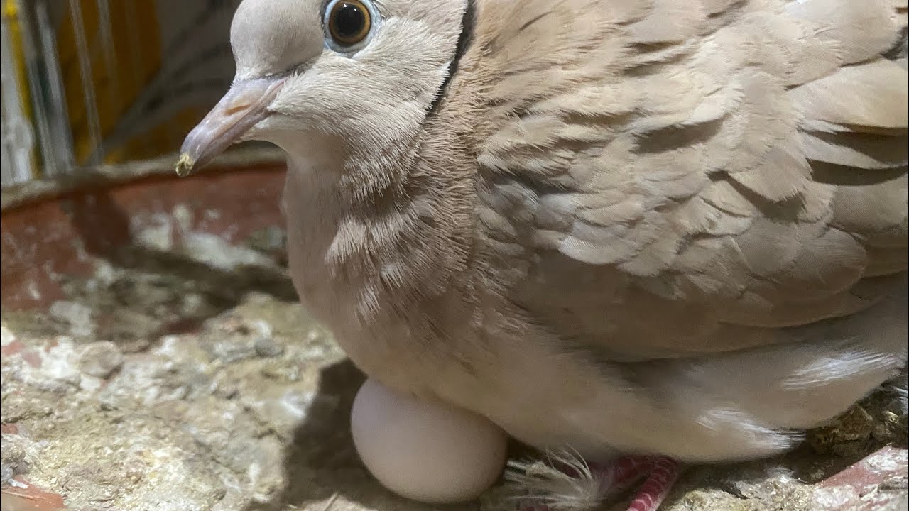 ঘুঘু পাখি উপহার দিতে চাই 