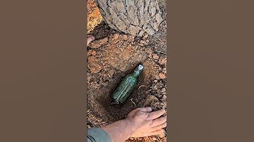 Making Soda with Pine Needles and Sugar Water #survival #bushcraft #lifehacks