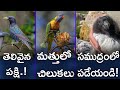 3 Amazing And Fascinating Birds | #facts #telugu