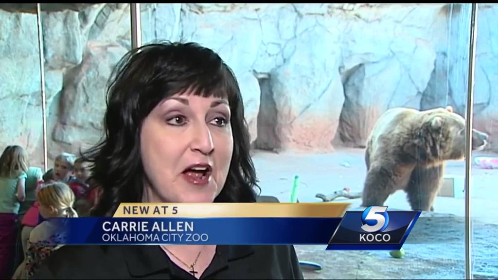 Grizzlies predict the weather at OKC Zoo - YouTube