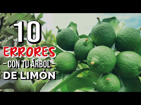 Video: Limones suaves en un árbol: por qué los limones en maceta se vuelven suaves