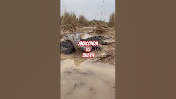 anaconda vs buaya. #Wildlife #AnimalFight #NatureBattle #ViralVideo #Shorts #FaktaHewan