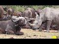 When Rhino And Buffalo Walk And Drink Together.....