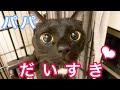 どうしてもパパと一緒に寝たい甘えん坊保護猫が可愛いすぎる…‼︎