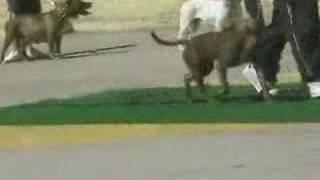 Evento Pitbull Cabildo Teleton 2006