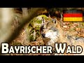 Bayrischer wald  germany