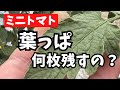 【ミニトマトの葉っぱ】結局どこまで取ればいいの？