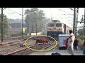 Live accident  speedy train hits cow