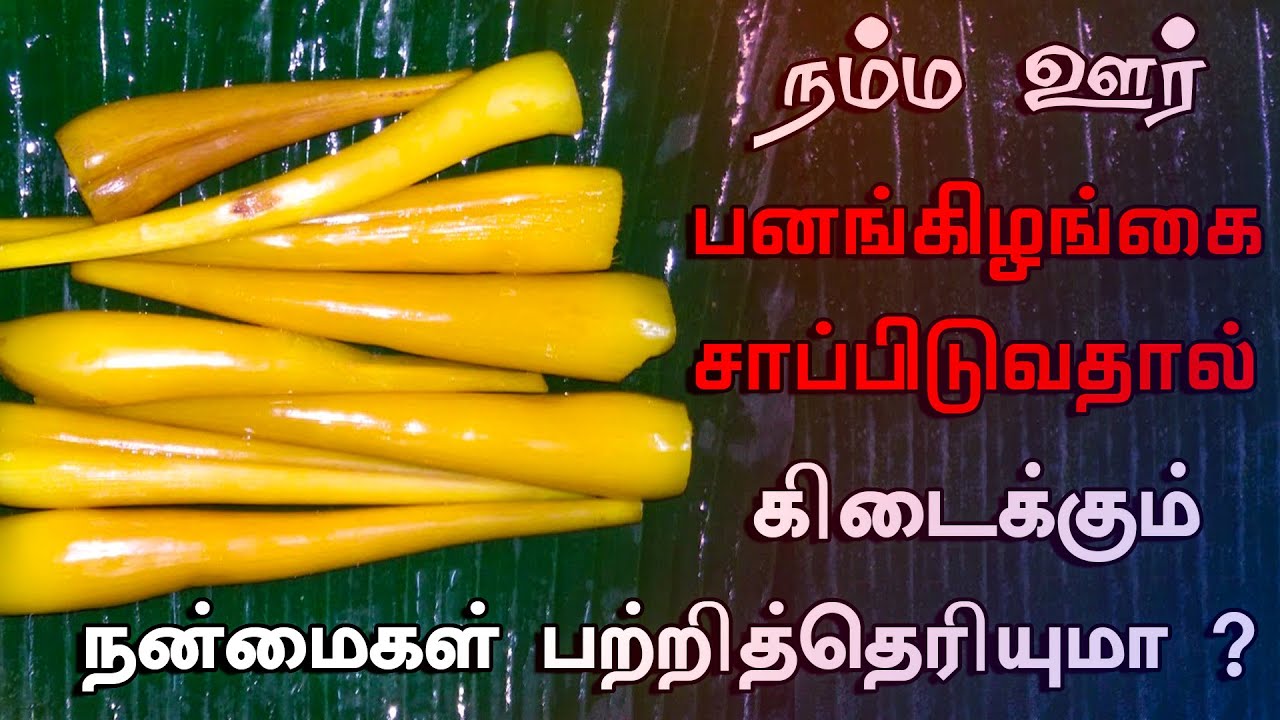 பனங்கிழங்கு சாப்பிடுவதால் கிடைக்கும் நன்மைகள் Pana Kilangu Palm