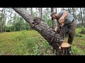 Log Sawing &amp; Tricky Tree Felling