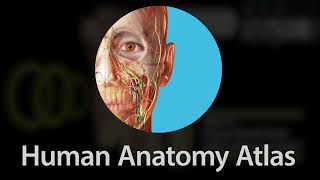 Human Anatomy Atlas | Introducing Visible Body User Accounts!