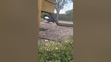 You dont always need a larsen trap