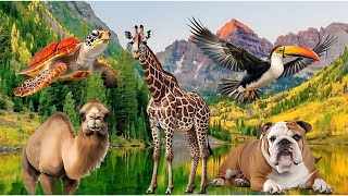 Wild Animal Sounds Around Us: Toucan, Turtle, Giraffe, Camel, Leopard, Panda,... - Animal Moments