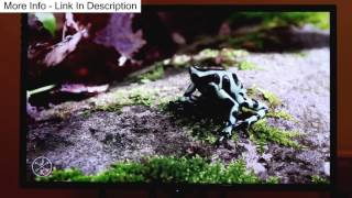 Sceptre X505BV-FMQR 50" TV Unbiased Review 2017