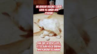Download Lagu Kucing pusing #music #song #pop #lyrics #cover #cat #laguparody #catlover #parodilagu #kucinglucu MP3