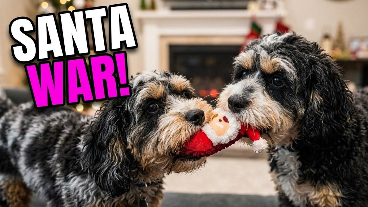 Cavapoo Brothers Tug Of War Battle Over Santa! - YouTube
