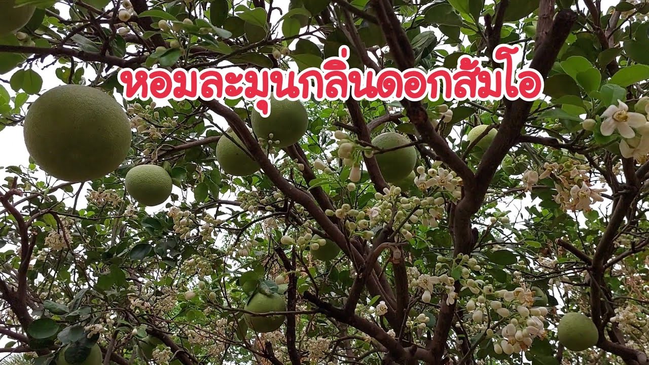 เคล็บลับ ทำให้ส้มโอออกดอกเต็มต้น  หอมละมุนดอกส้มโอ หอมเย็นชื่นใจ