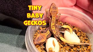 What to do when your crested Gecko eggs hatch