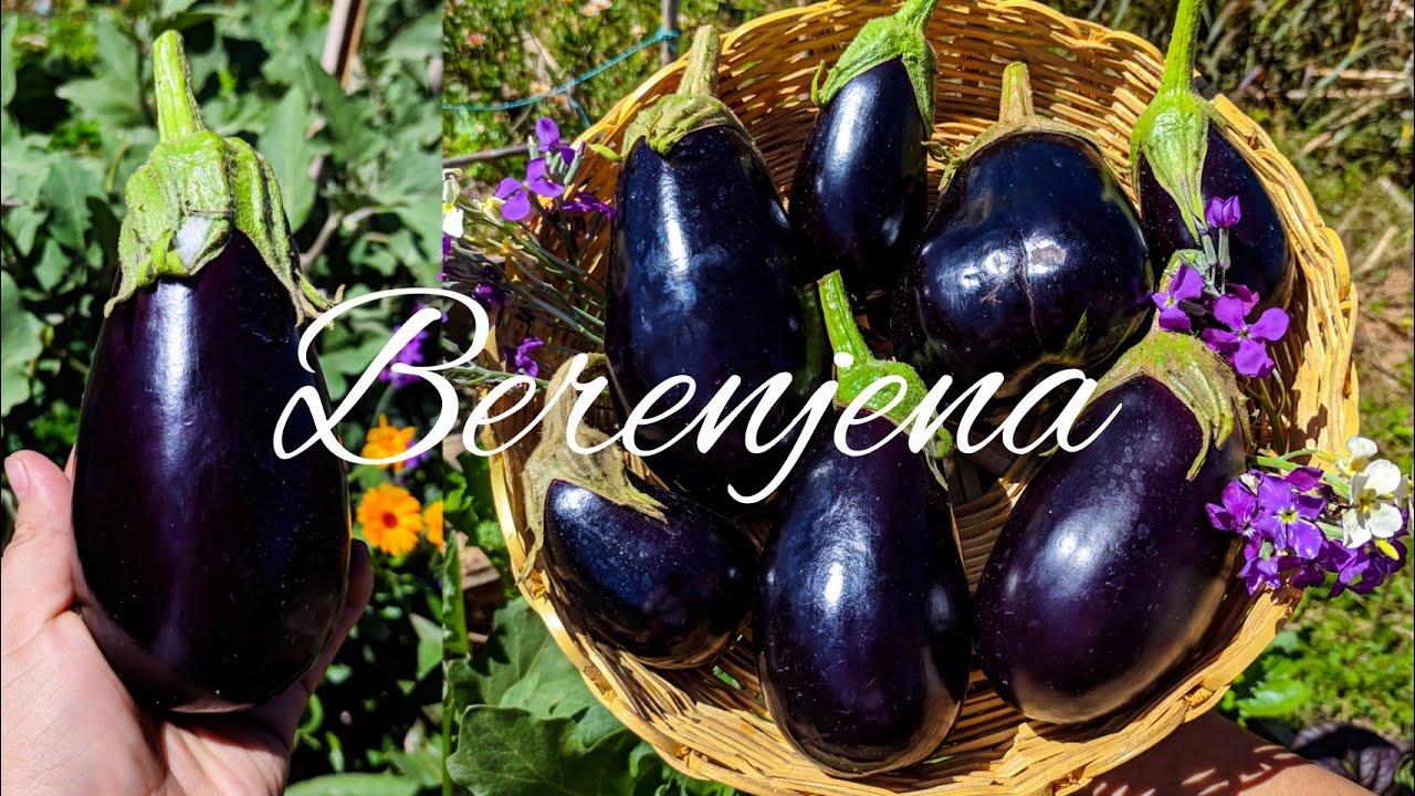 CULTIVO de BERENJENA 🍆  [siembra , desarrollo y cosecha ]