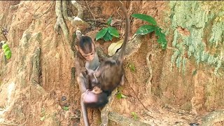 Monkey twins play happily in a tree