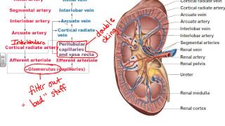 A&PII Chapter 25 Urinary System part 1