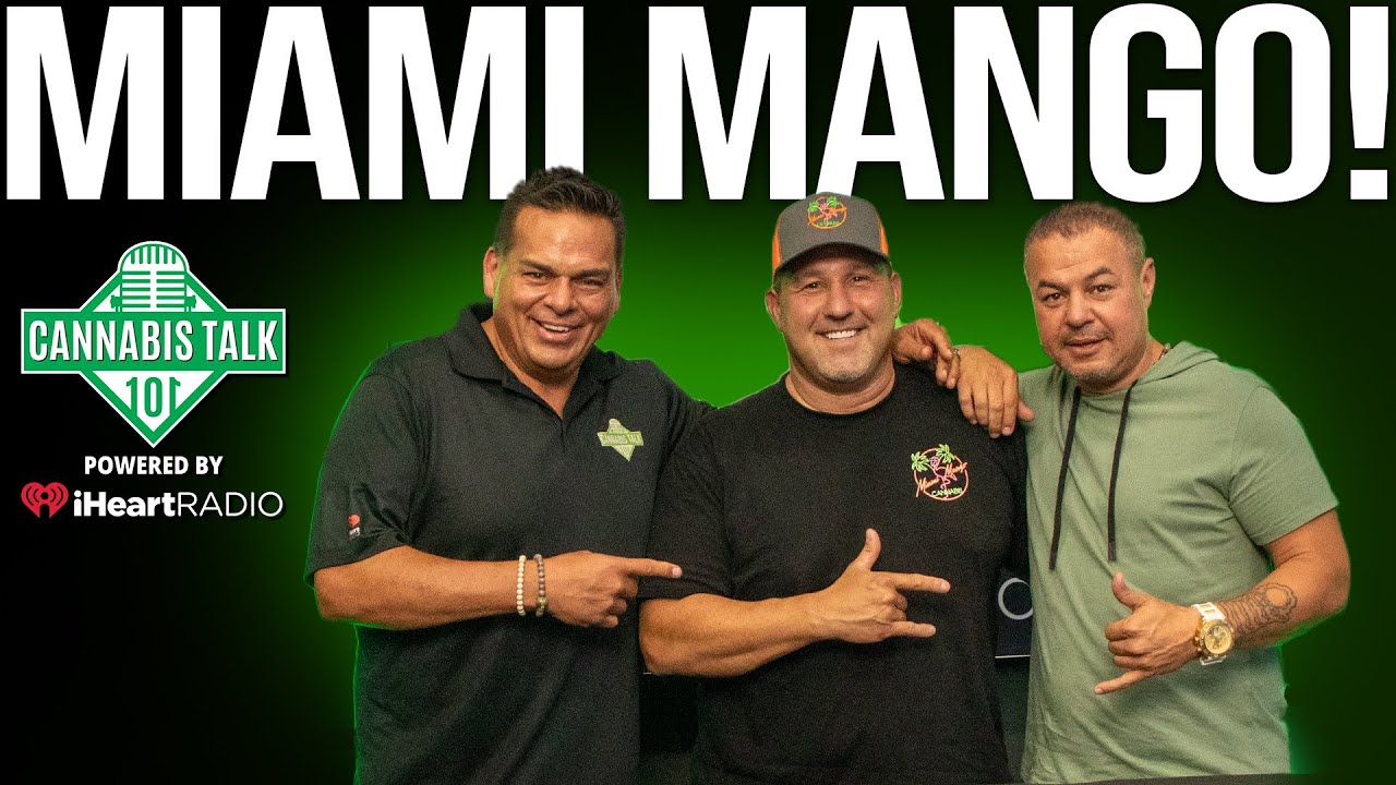 Miami Mango I Cannabis Talk 101 YouTube