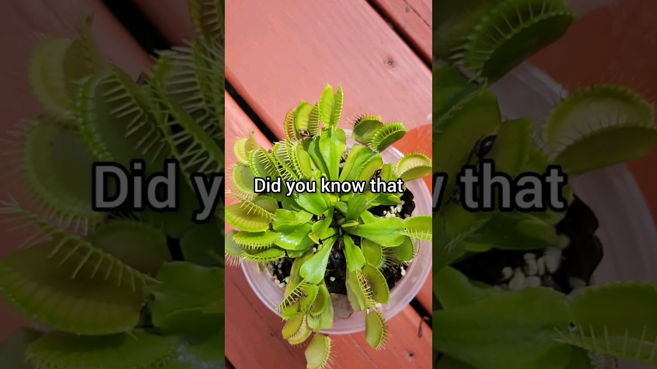 Как поливать венерину мухоловку 