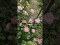 Queen Of Sweden  David Austin English Roseクィーン・オブ・スウェーデン