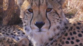 Why Are Cheetahs So Fast? | The Lion Whisperer